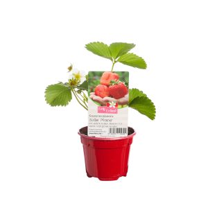 Erdbeerpflanze EmilyErdbeer SüßeMarie
