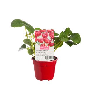 Erdbeerpflanze EmilyErdbeer MiezMiez