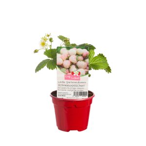 Erdbeerpflanze EmilyErdbeer Schneeweisschen